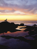 Seagull at Sunset Cliffs Tidepools on the Pacific Ocean  San Diego  California  USA