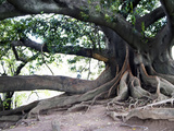 Tree with Roots and Graffiti in Park on Plaza Alverar Square  Buenos Aires  Argentina