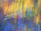 Trees Reflected in Car Window