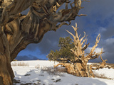 Ancient Bristlecone Pine Trees  White Mountains  California  USA