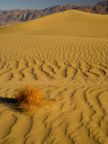 Sand Dunes in Morning Light  Mesquite Flats  Death Valley National Park  California  USA