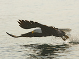 Bald Eagle Seeking to Catch a Fish  Homer  Alaska  USA
