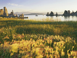 Wind Blows Squirrel-Tail Barley Next to Mono Lake with Tufas  California  USA