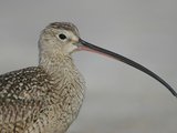 Portrait of Long-Billed Curlew at Fort De Soto Park  De Soto  Florida  USA
