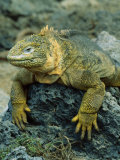 Detail of Land Iguana on Volcanic Rock  Galapagos Islands  Ecuador