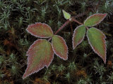 Blackberry Bramble Leaves and Hair Cap Moss with Frost  Upper Peninsula  Michigan  USA