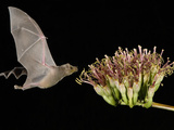 Lesser Long-Nosed Bat in Flight Feeding on Agave Blossom  Tuscon  Arizona  USA