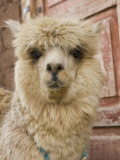 Llama  Cuzco  Peru