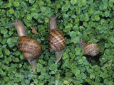 Snails Crawling Through Duckweed