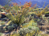 Blooming Ocotillo Cactus and Brittlebush Desert Wildflowers  Anza-Borrego Desert State Park