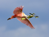 Roseate Spoonbill in Flight Carrying Nesting Material  Tampa Bay  Florida  USA