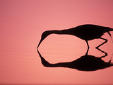 Mirror Silhouette of Little Blue Heron  Ding Darling National Wildlife Refuge  Florida  USA