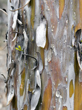 Texture and Patterns in Tree Near Sedona  Arizona  USA
