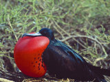 Male Frigatebird Showing Inflated Pouch During Breeding Season  Galapagos Islands  Ecuador