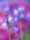 Purple Wood Hyacinth in Azalea Garden