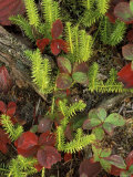Club Moss and Bunchberry in Autumn Colors  Upper Peninsula  Michigan  USA