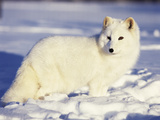 Arctic Fox in Winter Coat  Alaska  USA
