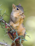 Eastern Fox Squirrel Eating Berries  Uvalde County  Hill Country  Texas  USA