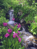Wildflowers Along Flowing Stream in an Alpine Meadow  Rocky Mountains  Colorado  USA