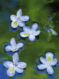 Azalea Blossoms Floating in Stream with Reflections  Maryland  USA
