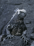 Detail of Marine Iguana on Volcanic Rock  Galapagos Islands  Ecuador