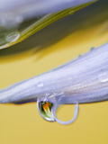 Flower Petal with Drop and Reflection