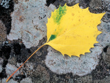 Leaf of a Bigtooth Aspen on Lichen and Granite  Howe Brook  Baxter State Park  Maine  USA