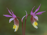 Pair of Calypso Orchids  Upper Peninsula  Michigan  USA