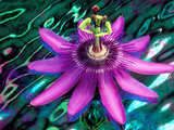 Detail of Passion Flower on Stained Glass  Alpharetta  Georgia  USA