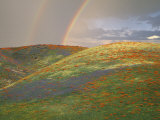 Hills with Poppies and Lupine with Double Rainbow Near Gorman  California  USA