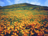 California Poppies  Lake Elsinore  California  USA