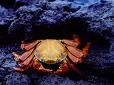 Detail of Sally Lightfoot Crab on Black Lava  Galapagos Islands  Ecuador