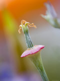 Close-up of Poppy Flower Without Petals  California  USA
