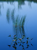 Pickerelweed  Glacial Tarn  Acadia National Park  Maine  USA