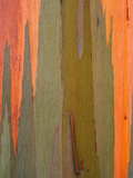 Detail of Eucalyptus Tree Bark  Kauai  Hawaii  USA
