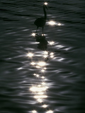 Great Blue Heron Wades in Water  Placido  Florida  USA