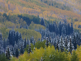 Snow on Aspen Trees in Fall  Red Mountain Pass  Ouray  Rocky Mountains  Colorado  USA