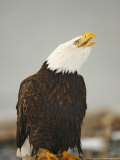 Bald Eagle Sitting on Log Calling  Homer  Alaska  USA