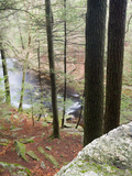 Forest of Eastern Hemlock Trees in East Haddam  Connecticut  USA