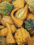 Shapes and Textures of Squash at Halloween  Acton  Massachusetts  USA