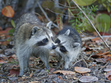 Young Raccoon Kissing Adult  Ding Darling National Wildlife Refuge  Sanibel  Florida  USA