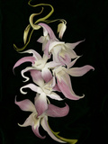 Abstract Orchid Artwork