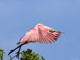Roseate Spoonbill Takes Flight from Tree  Tampa Bay  Florida  USA