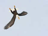 Bald Eagle Dive for Prey  Homer  Alaska  USA