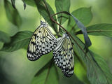 Japanese Kite Butterflies Mating  Florida  USA
