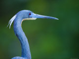 Close-up of Tri-Color Heron's Head  St Augustine  Florida  USA