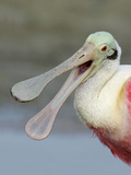 Portrait of Laughing Roseate Spoonbill with Bill Open  Fort De Soto Park  Florida  USA