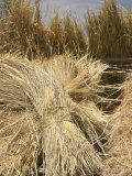 Dried Reeds  Uros Islands  Floating Islands  Lake Titicaca  Peru