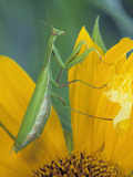 Female Praying Mantis with Egg Sac on Sunflower