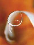 Birch Curl in Fall with Maple Leaf Background